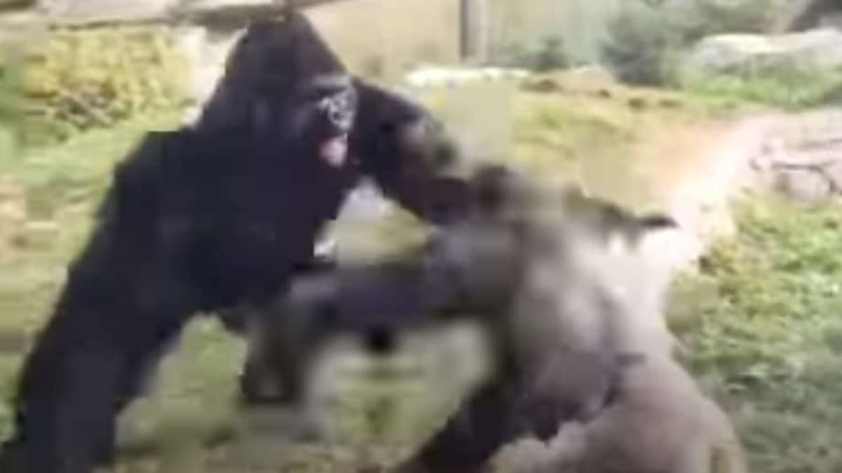 angry silverback gorilla fighting