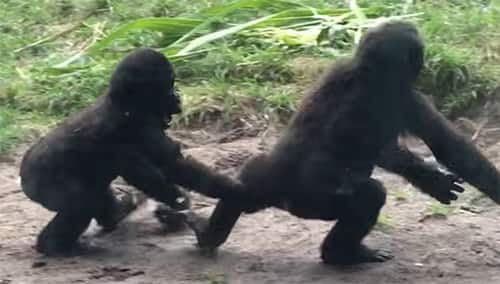 Baby gorillas recorded playing jiu-jitsu