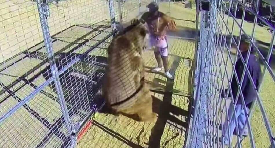 6’5″, 350lb Bob Sapp tests his strength against a BEAR