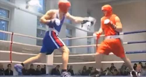 Boxing match ends by submission