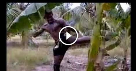 Buakaw cuts down banana tree with kicks