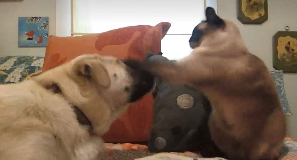 Cat puts on boxing CLINIC vs. dog