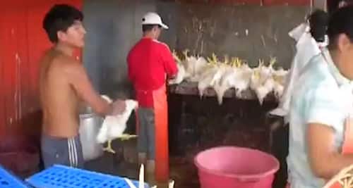 Brutal karate chicken chopper video goes viral