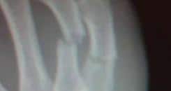 CSAC suspends Faber, six others after WEC 41