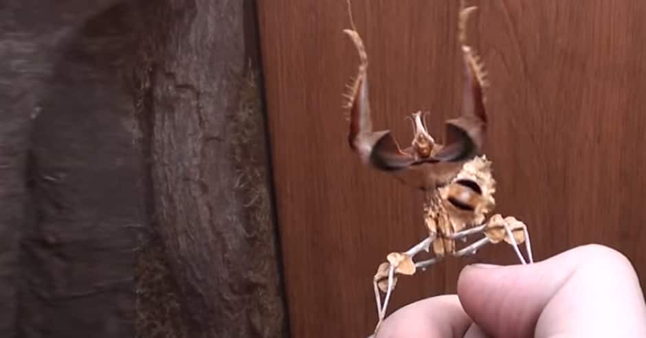 ‘Wandering violin’ insect weaves like a karate pro