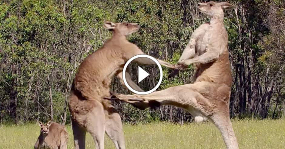 Kangaroo fight ends by technical submission