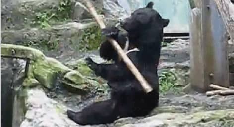 Black bear with some crazy bo staff skills – Unedited footage