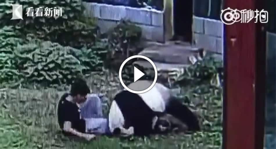 Real-life Kung Fu Panda takes down zoo intruder