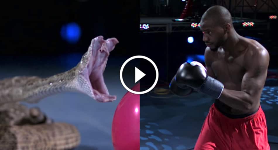 World champion boxer vs. rattle snake